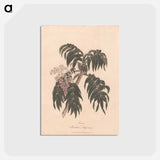アートポストカード-Cusso or Banksia Abissinica
 - ジェームス ヒース Postcard.