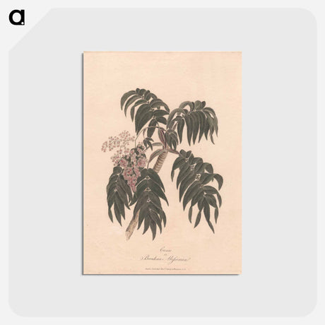 アートポストカード-Cusso or Banksia Abissinica
 - ジェームス ヒース Postcard.