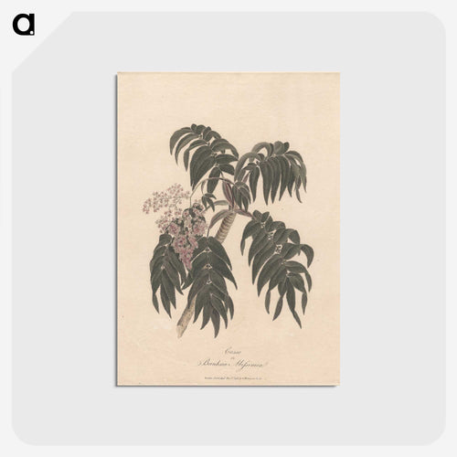 Cusso or Banksia Abissinica
 - ジェームス ヒース Postcard.