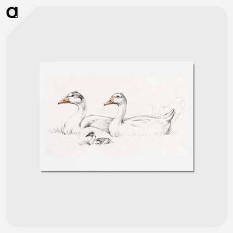 アートポストカード-Two geese with a young drawing in high resolution by Jean Bernard - ジャン ベルナール Postcard.
