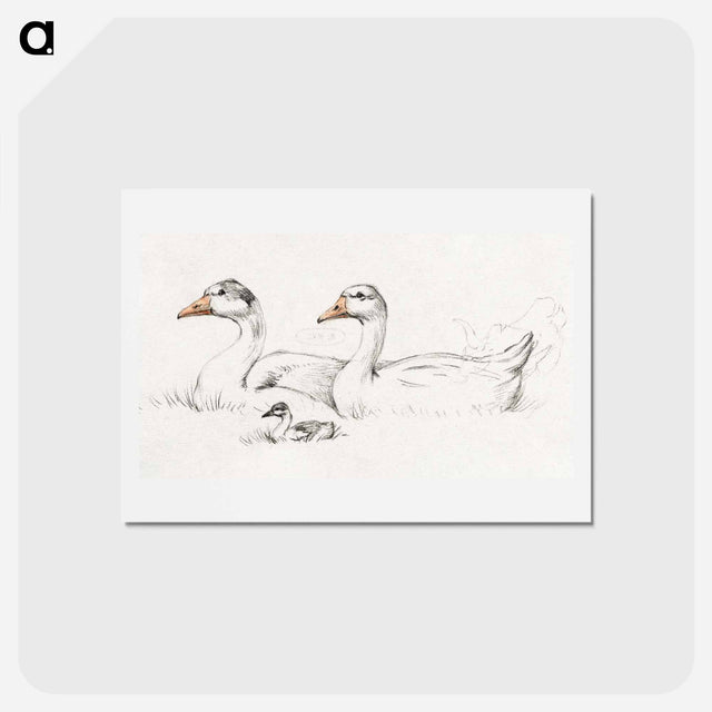 アートポストカード-Two geese with a young drawing in high resolution by Jean Bernard - ジャン ベルナール Postcard.