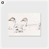 アートポストカード-Two geese with a young drawing in high resolution by Jean Bernard - ジャン ベルナール Postcard.