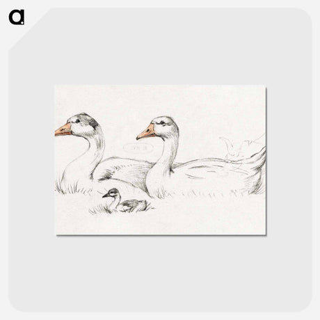 アートポストカード-Two geese with a young drawing in high resolution by Jean Bernard - ジャン ベルナール Postcard.