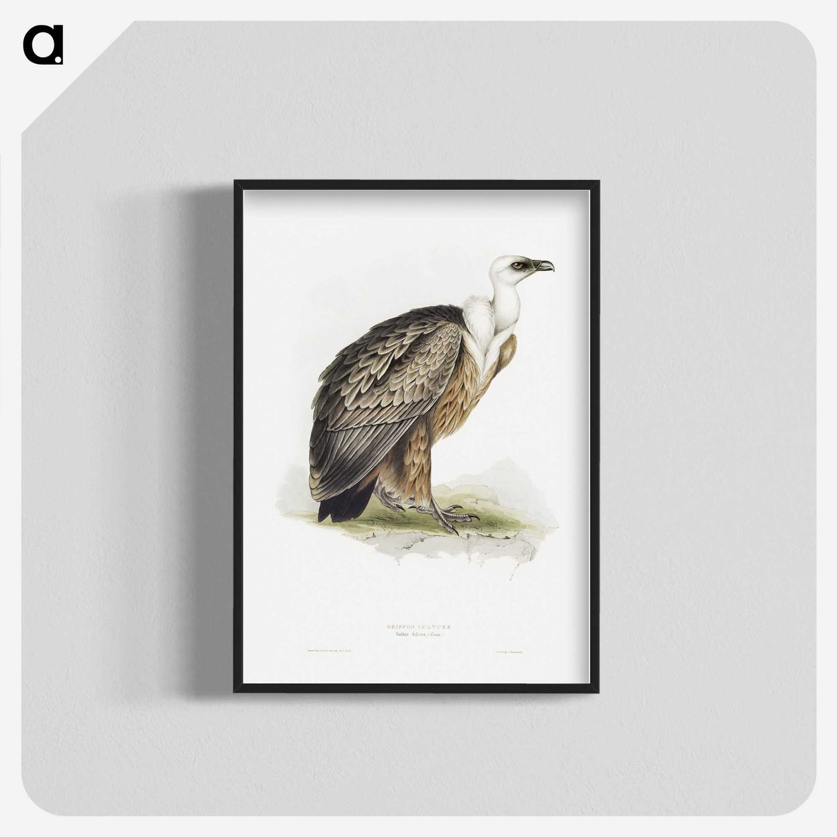 1-36_John-Gould_blk-crop