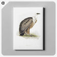 1-36_John-Gould_canvas