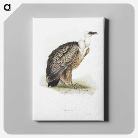 1-36_John-Gould_canvas