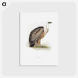 アートポストカード-Griffon Vulture
 - ジョン グールド Postcard.