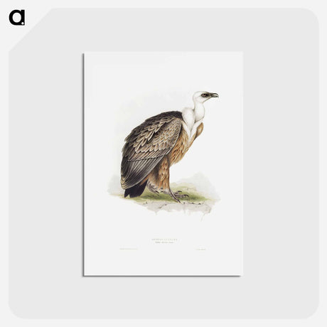 アートポストカード-Griffon Vulture
 - ジョン グールド Postcard.