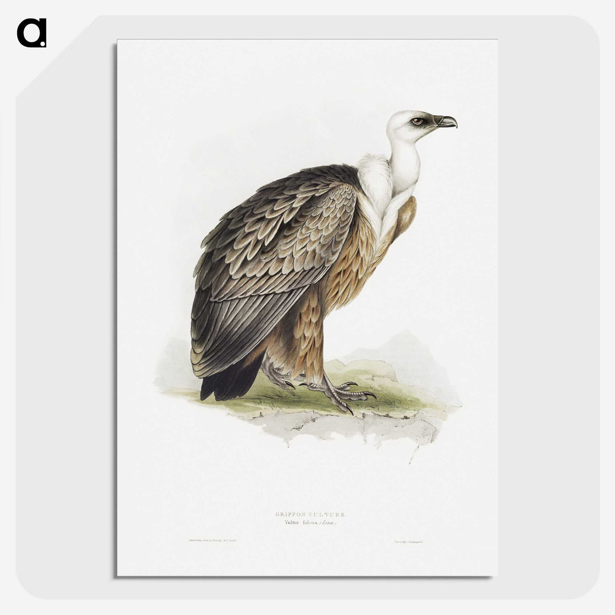 1-36_John-Gould_picture-crop