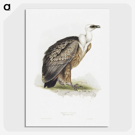 1-36_John-Gould_picture-crop