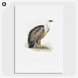 1-36_John-Gould_picture
