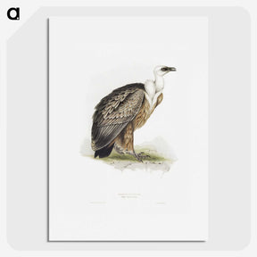 1-36_John-Gould_picture