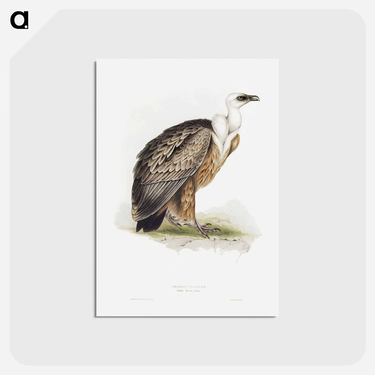 アートポストカード-Griffon Vulture
 - ジョン グールド Postcard.
