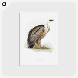 アートポストカード-Griffon Vulture
 - ジョン グールド Postcard.
