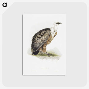1-36_John-Gould_postcard