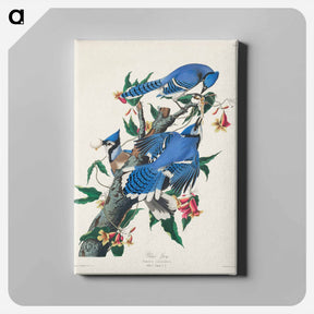 アートパネル-Blue Jay from Birds of America
 - ジョン ジェームス オーデュボン Canvas.