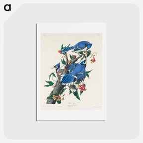 アートポストカード-Blue Jay from Birds of America
 - ジョン ジェームス オーデュボン Postcard.