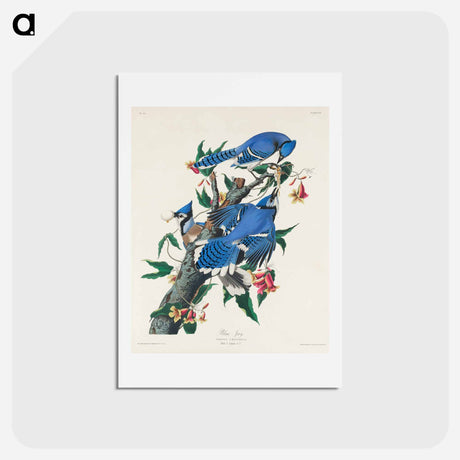 アートポストカード-Blue Jay from Birds of America
 - ジョン ジェームス オーデュボン Postcard.