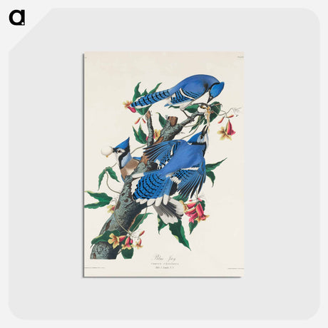 アートポストカード-Blue Jay from Birds of America
 - ジョン ジェームス オーデュボン Postcard.