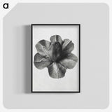 1-36_Karl-Blossfeldt_blk-crop