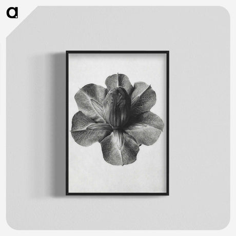 1-36_Karl-Blossfeldt_blk-crop