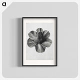 1-36_Karl-Blossfeldt_blk