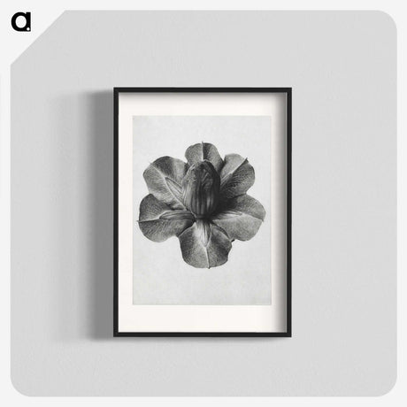 1-36_Karl-Blossfeldt_blk