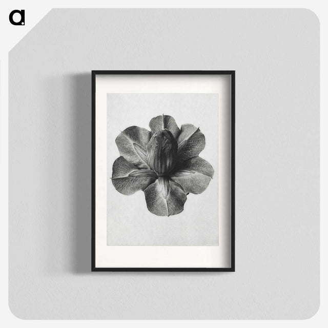 1-36_Karl-Blossfeldt_blk