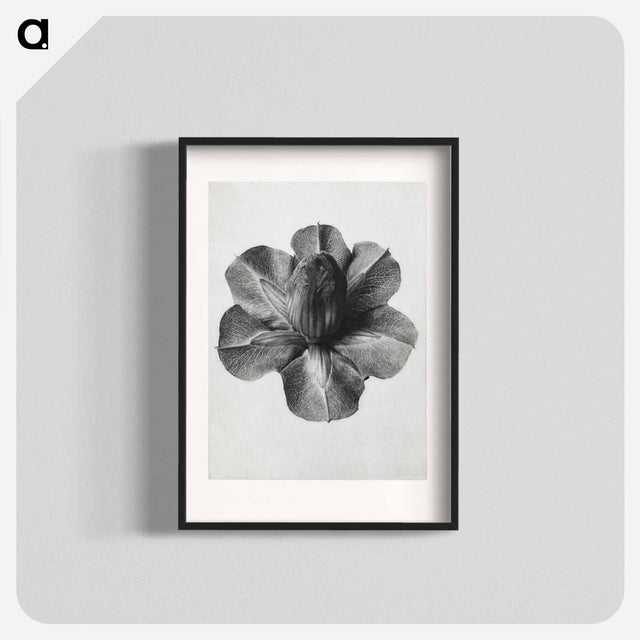 アートポスター-Cobaea Scandens - カール ブロスフェルト Poster.