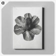 1-36_Karl-Blossfeldt_canvas