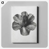 1-36_Karl-Blossfeldt_canvas