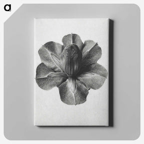 1-36_Karl-Blossfeldt_canvas