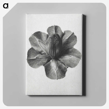 1-36_Karl-Blossfeldt_canvas