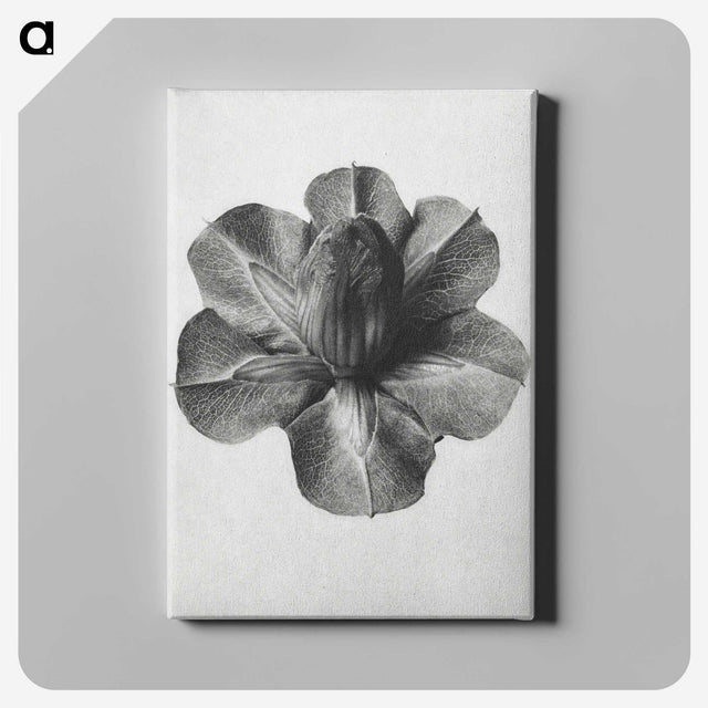 1-36_Karl-Blossfeldt_canvas