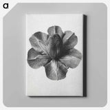 アートパネル-Cobaea Scandens - カール ブロスフェルト Canvas.