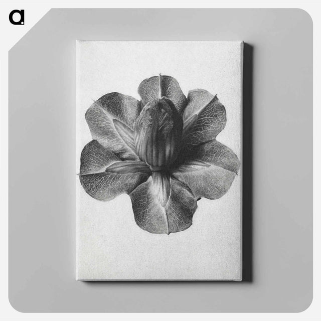 アートパネル-Cobaea Scandens - カール ブロスフェルト Canvas.