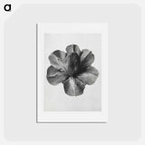 アートポストカード-Cobaea Scandens - カール ブロスフェルト Postcard.