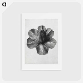 アートポストカード-Cobaea Scandens - カール ブロスフェルト Postcard.
