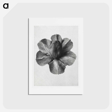 アートポストカード-Cobaea Scandens - カール ブロスフェルト Postcard.