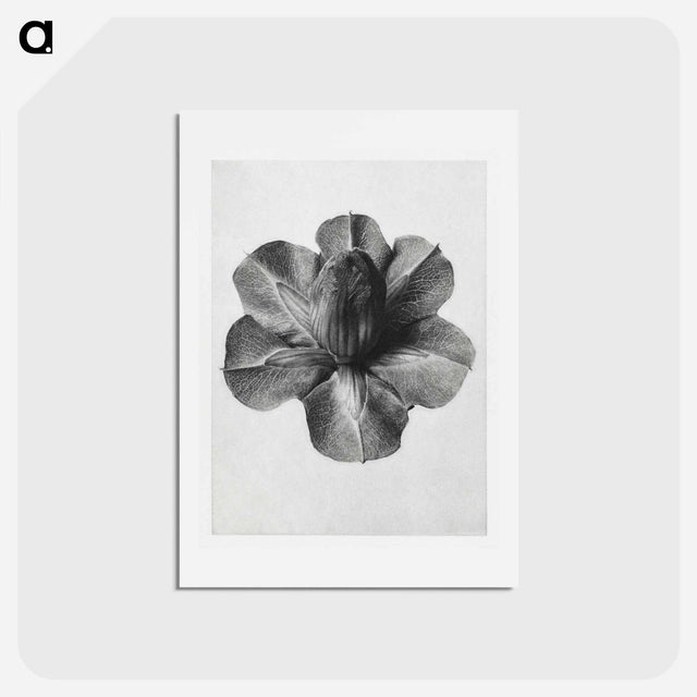 アートポストカード-Cobaea Scandens - カール ブロスフェルト Postcard.