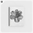 1-36_Karl-Blossfeldt_memo