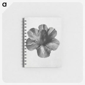 1-36_Karl-Blossfeldt_memo