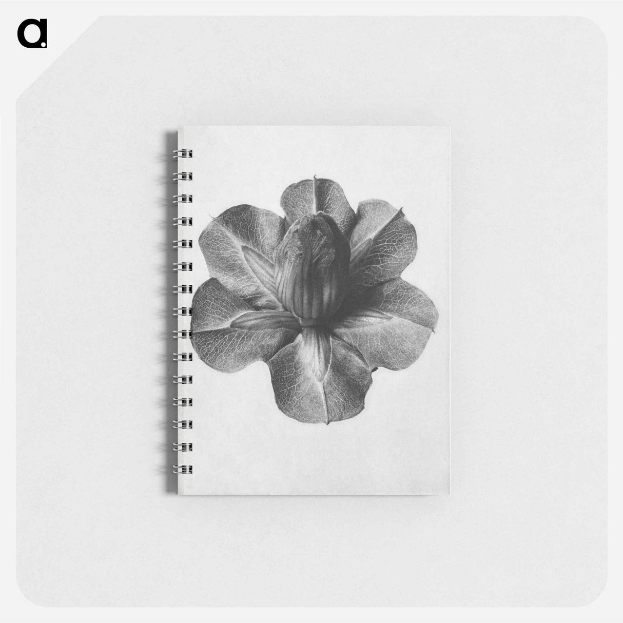 アートメモ帳-Cobaea Scandens - カール ブロスフェルト Memo.