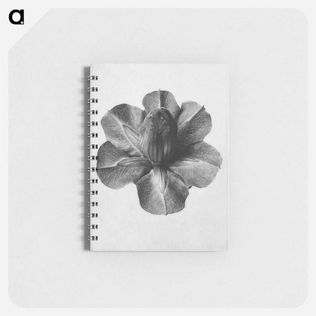 アートメモ帳-Cobaea Scandens - カール ブロスフェルト Memo.