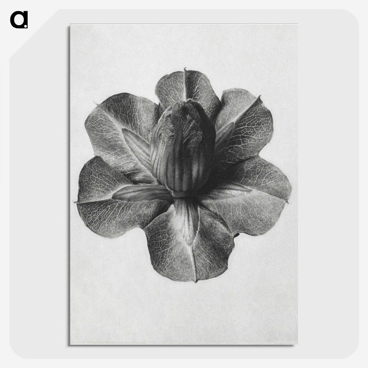 1-36_Karl-Blossfeldt_picture-crop