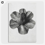 1-36_Karl-Blossfeldt_picture-crop