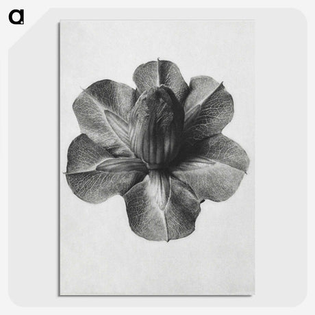 1-36_Karl-Blossfeldt_picture-crop
