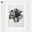 1-36_Karl-Blossfeldt_picture