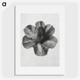 1-36_Karl-Blossfeldt_picture