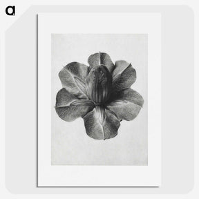 1-36_Karl-Blossfeldt_picture
